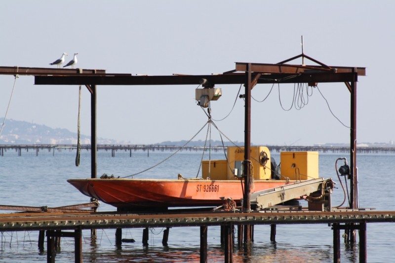 Bateaux  ostréicoles, Bateaux conchylicoles 